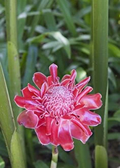 Images Dated 16th November 2005: Torch Ginger - Flower