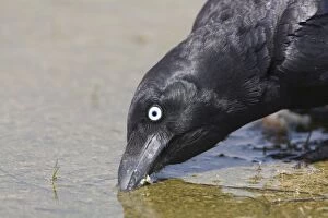 Images Dated 2nd November 2007: Torresian Crow drinking At Mt Barnett water treatment plant, Gibb River Road, Kimberley