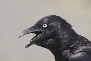 Torresian Crow At Mt Barnett water treatment plant, Gibb River Road, Kimberley, Western Australia