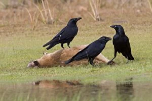 Torresian Crows - Feeding on an Agile Wallaby (Macropus agilis)