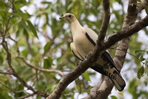 Aboriginal Community Gallery: Torresian Imperial Pigeon - Perched on a branch