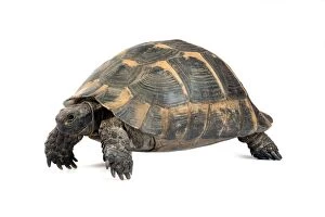 Images Dated 2nd August 2013: Tortoise