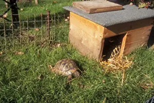 In Pen Prints: Tortoise In garden run