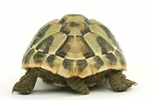 Tortoise - rear view in studio