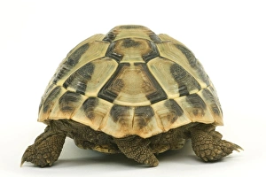 Images Dated 21st December 2006: Tortoise - rear view in studio
