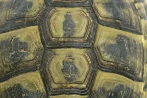 Tortoises Prints: Tortoise - shell