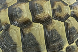 Images Dated 21st December 2006: Tortoise - shell