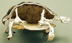 Tortoise Prints: Tortoise: skeleton. Carapace opend to show internal structure