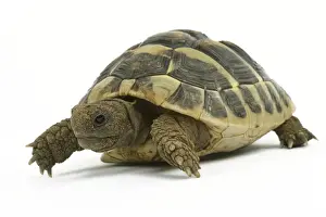 Tortoises Prints: Tortoise - in studio