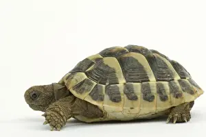 Tortoise - in studio