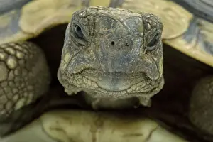 Tortoise - in studio
