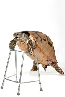 Images Dated 2nd August 2013: Tortoise with zimmer framce