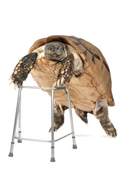 Images Dated 2nd August 2013: Tortoise with zimmer frame