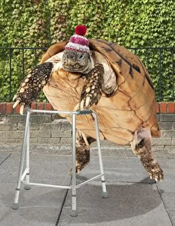 Images Dated 2nd August 2013: Tortoise with zimmer frame
