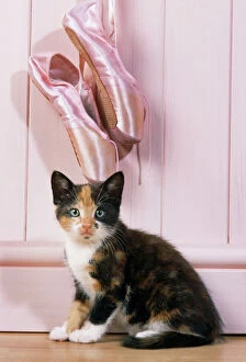 Kittens Collection: Tortoiseshell Cat - kitten with ballet shoes