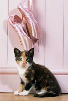 Tortoiseshell Cat - kitten with ballet shoes