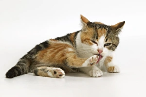 Images Dated 6th January 2005: Tortoiseshell Cat - kitten cleaning itself