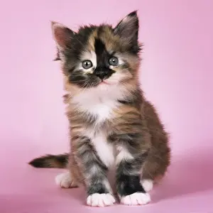 Tortoiseshell Maine Coon Cat - kitten