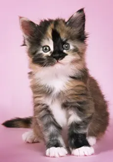 Tortoiseshell Maine Coon Cat - kitten