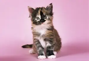 Tortoiseshell Maine Coon Cat - kitten