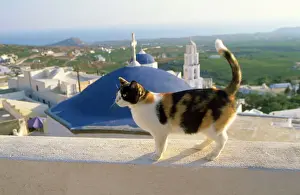 Mediterranean Prints: Tortoiseshell & White Cat - Santorini Island - Greece