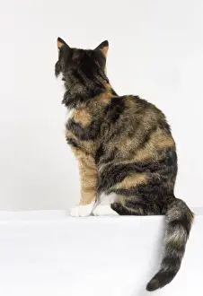Tortoiseshell Prints: Tortoiseshell & White Cat - sitting - outline