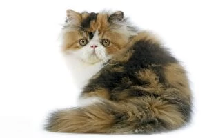 Images Dated 24th October 2006: Tortoiseshell and White Persian Cat