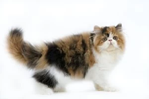 Images Dated 24th October 2006: Tortoiseshell and White Persian Cat - kitten