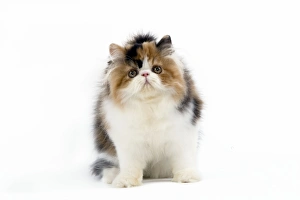 Images Dated 24th October 2006: Tortoiseshell and White Persian Cat - kitten