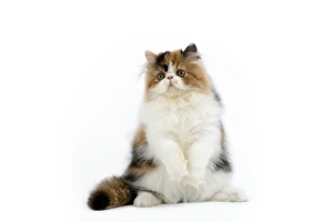 Images Dated 24th October 2006: Tortoiseshell and White Persian Cat - kitten