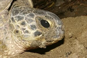 Images Dated 30th July 2003: tortue verte