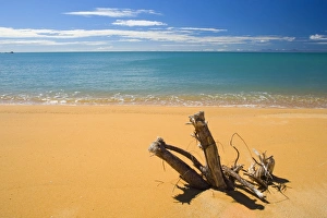 Stand Out Collection: Totaranui by water sculpted tree trunk washed ashore at the golden beach of Totoranui Abel Tasman
