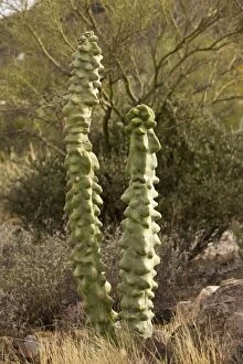 Images Dated 17th December 2008: Totem Pole cactus Lophocereus schottii var monstrosus; Arizona and Mexico