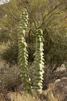 Deserts Prints: Totem Pole cactus Lophocereus schottii var monstrosus; Arizona and Mexico