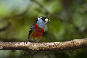 Images Dated 27th June 2011: Toucan Barbet (Semnornis ramphastinus)
