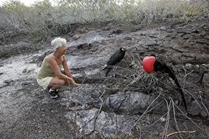 Tourist with a pair of Great Frigatebirds
