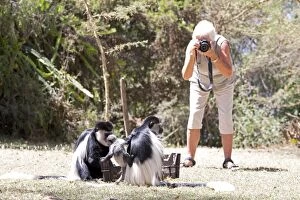 Tourist photographing Black and White Colobus Monkeys