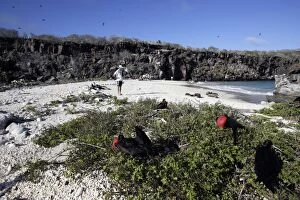 Images Dated 13th April 2005: Tourists on beach with Great Frigatebird