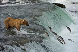 Alaska Gallery: Tourists photographing Brown Bear catching salmon