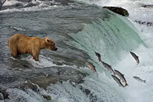 Tourists Prints: Tourists photographing Brown Bear catching salmon at Brooks Falls