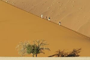 Images Dated 17th March 2008: Tourists at a sand dune with Camelthorn tree (Acacia)