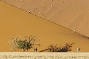 Camelthorn Gallery: Tourists at a sand dune with Camelthorn tree (Acacia)