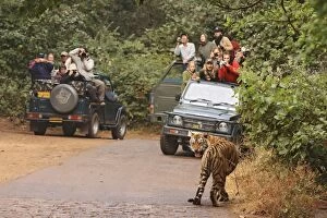 Images Dated 2nd December 2007: Tourists watching Royal Bengal / Indian Tiger