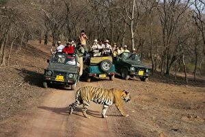 Images Dated 13th June 2007: Tourists watching tiger