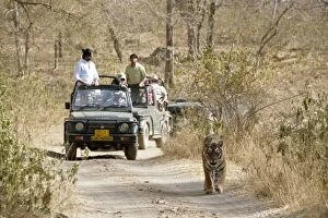 Images Dated 27th March 2008: Tourists watching Tiger