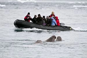 Tourists in zodiac boat - approaching walrus