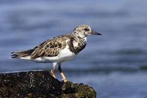 Images Dated 19th February 2006: Tournepierre a collier. Ruddy Turnstone. Arenaria interpres