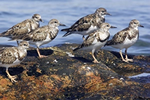 Images Dated 19th February 2006: Tournepierre a collier. Ruddy Turnstone. Arenaria interpres
