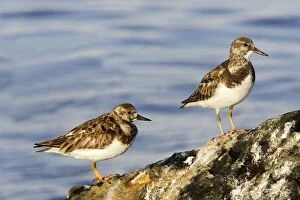 Images Dated 20th February 2006: Tournepierre a collier. Ruddy Turnstone. Arenaria interpres