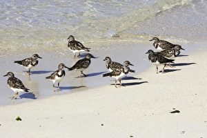 Images Dated 19th February 2006: Tournepierre a collier. Ruddy Turnstone. Arenaria interpres